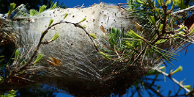 380x165_processionaria